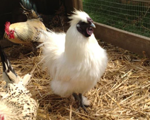Silke Bantam