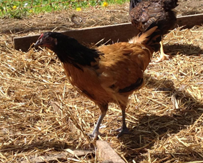 Vorwerk Chicken